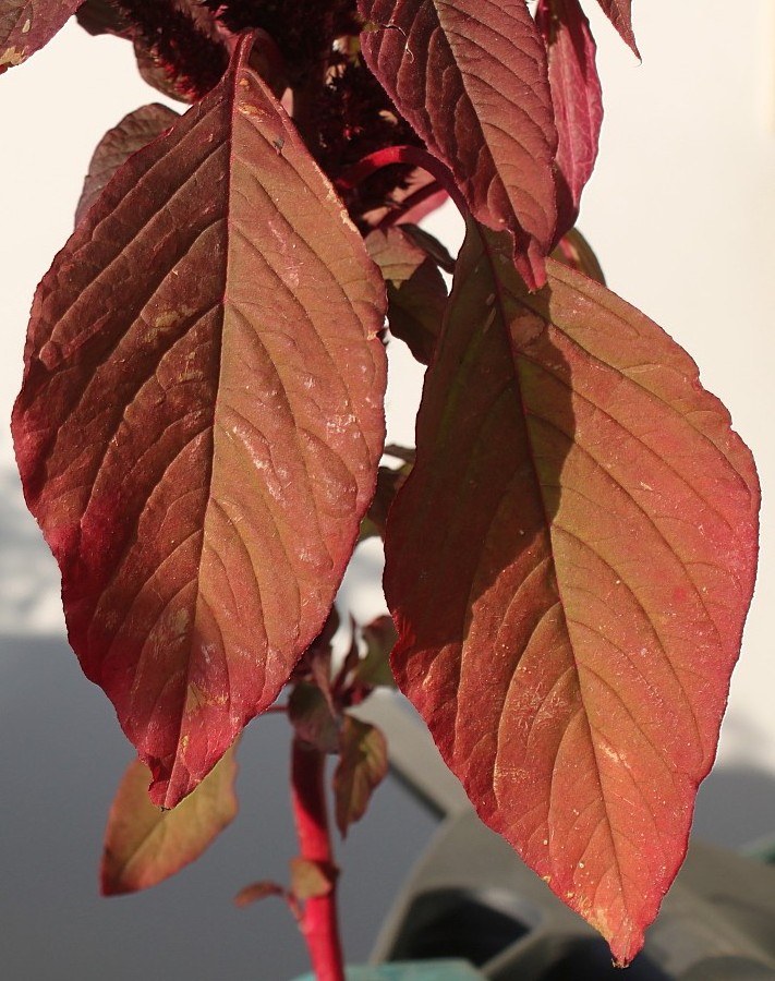 Image of Amaranthus hypochondriacus specimen.