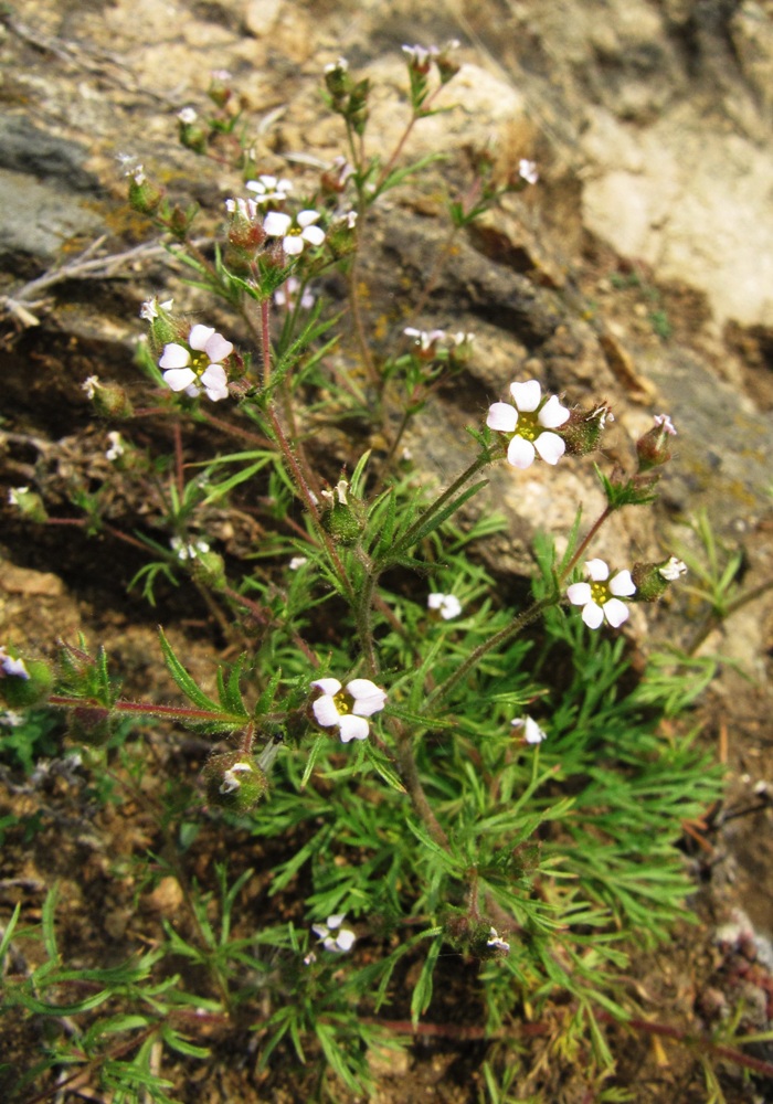 Image of Chamaerhodos erecta specimen.