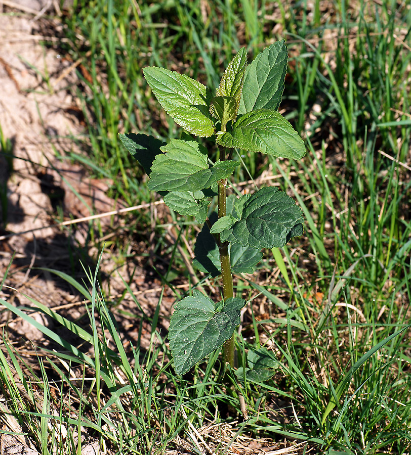 Image of Scrophularia nodosa specimen.