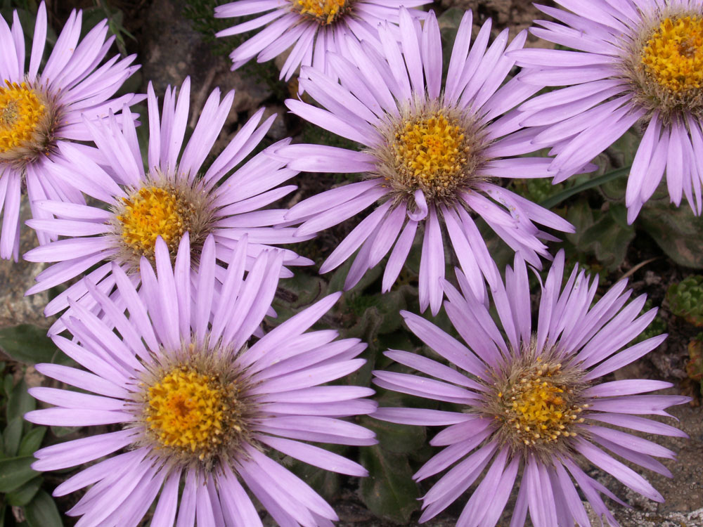 Image of Erigeron heterochaeta specimen.