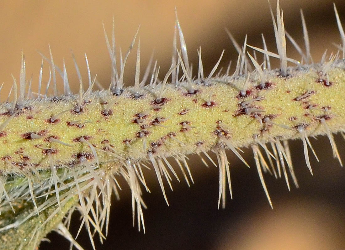 Image of Echium angustifolium specimen.