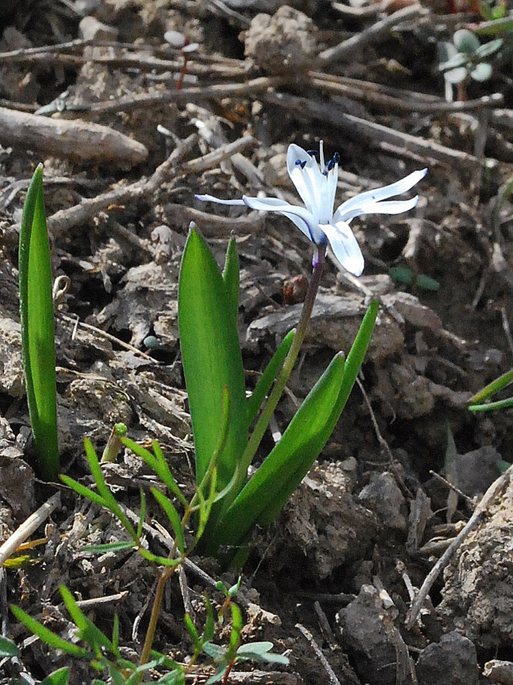 Image of Scilla puschkinioides specimen.