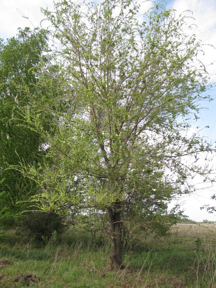 Image of Ulmus pumila specimen.