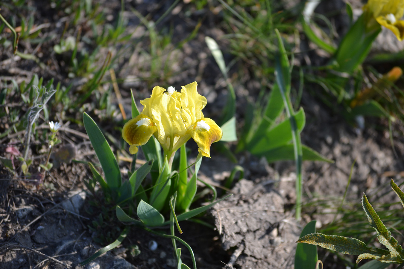 Image of Iris pumila specimen.