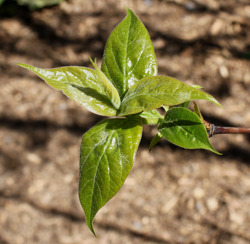 Image of Dipelta floribunda specimen.