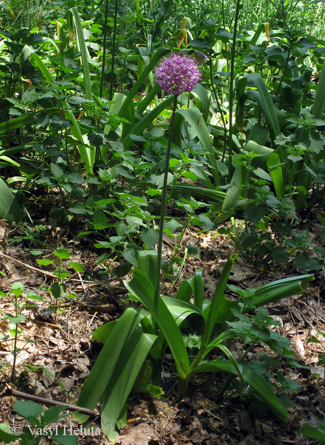 Image of genus Allium specimen.