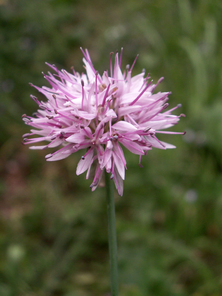 Изображение особи Allium amblyophyllum.