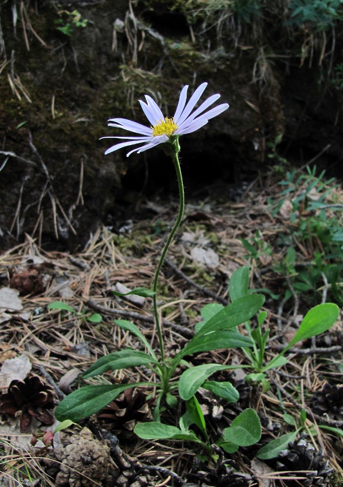 Изображение особи Aster alpinus.