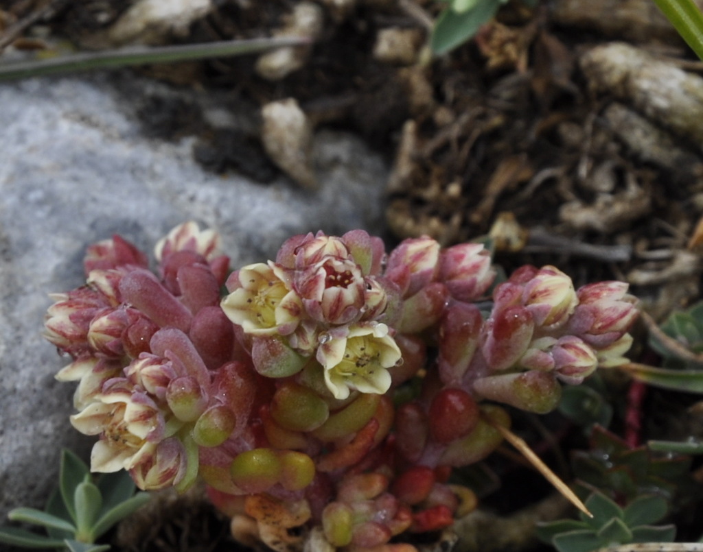 Image of Sedum atratum specimen.