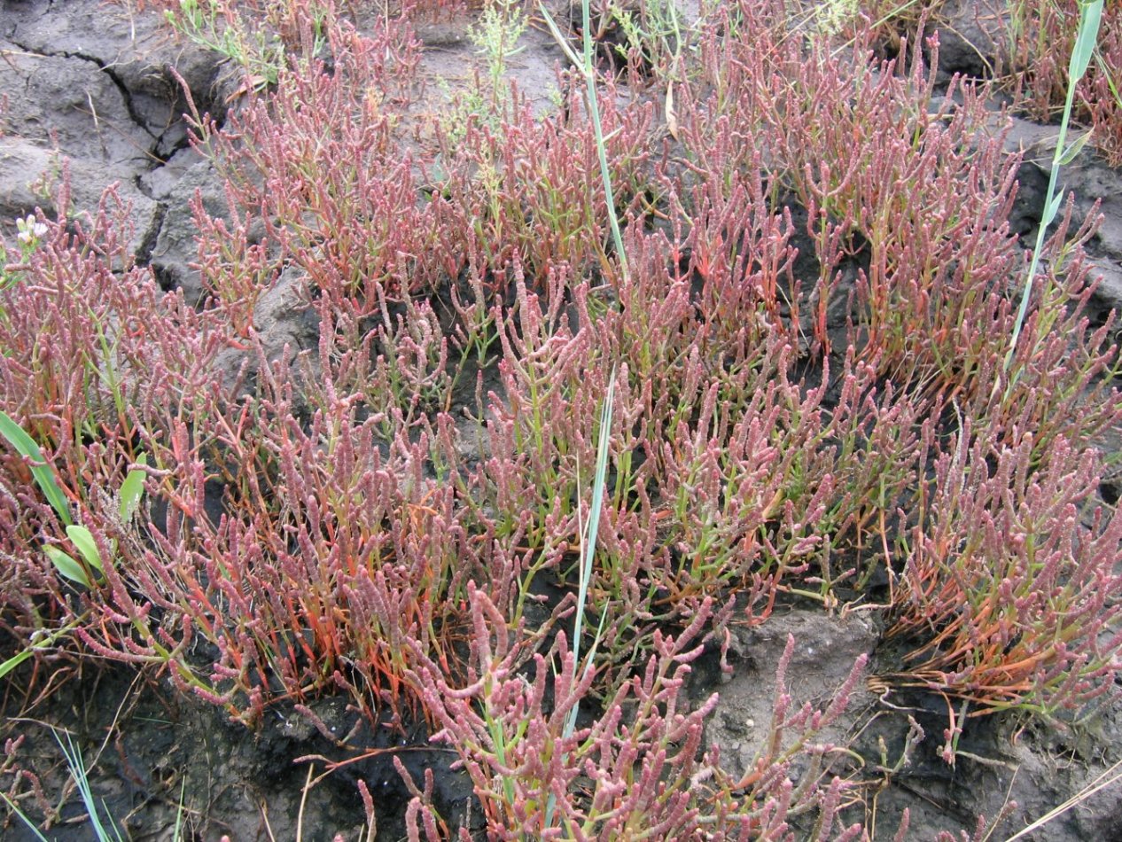 Image of Salicornia perennans specimen.