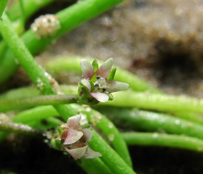 Image of Limosella aquatica specimen.