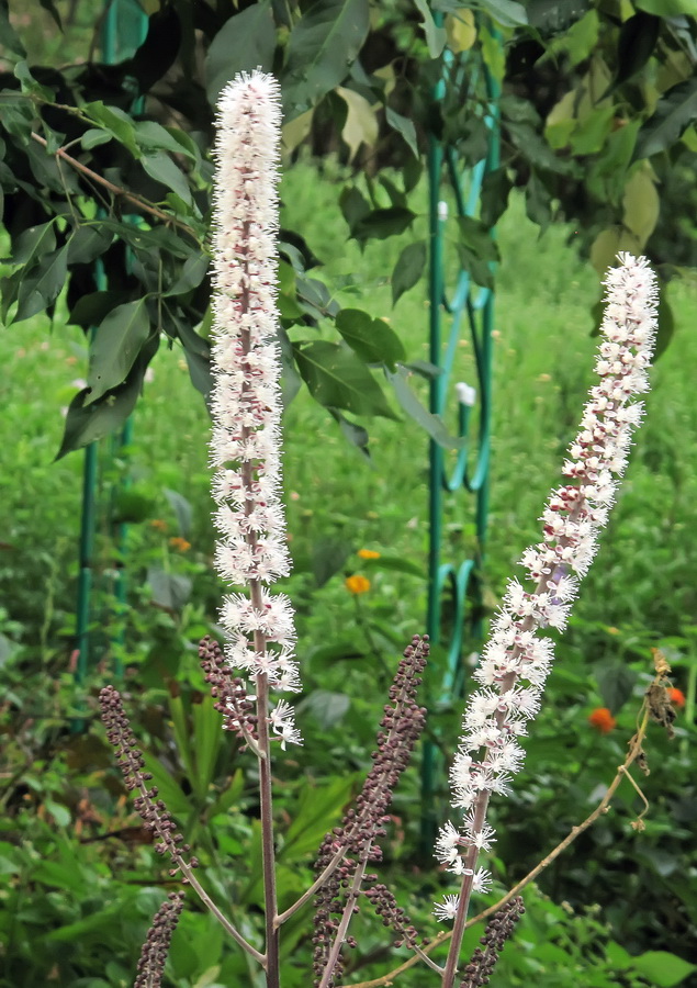 Image of Cimicifuga simplex specimen.