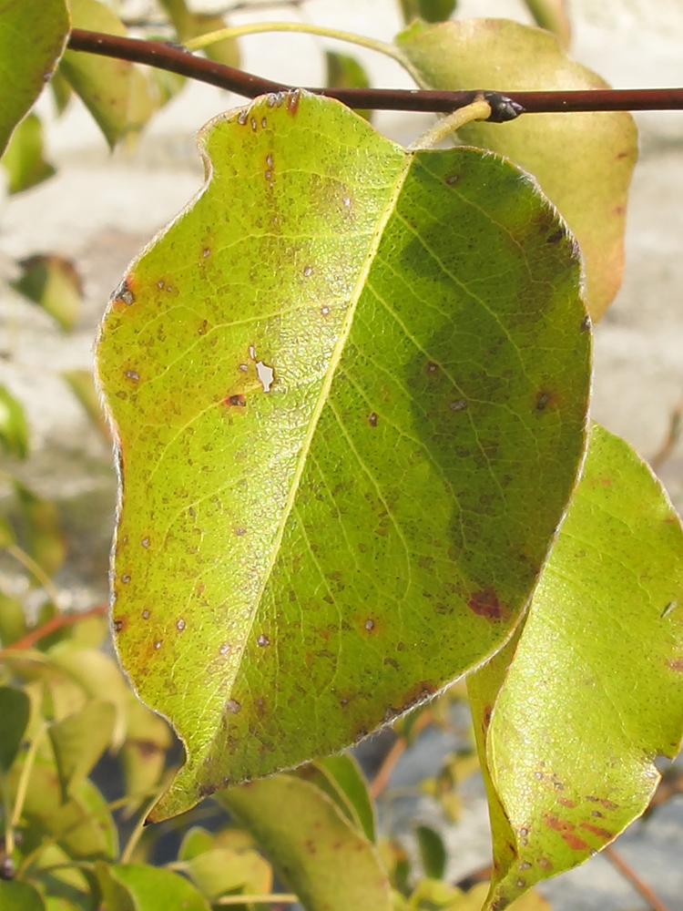 Image of Pyrus caucasica specimen.