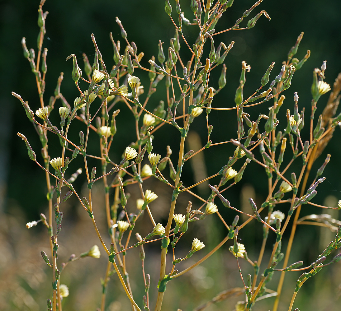 Изображение особи Lactuca serriola.