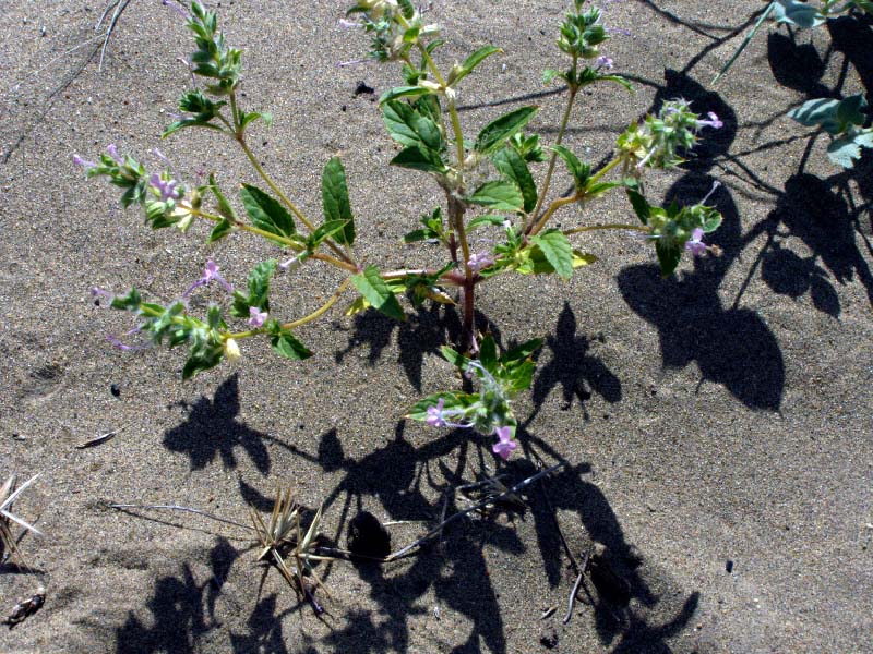 Image of Chamaesphacos ilicifolius specimen.