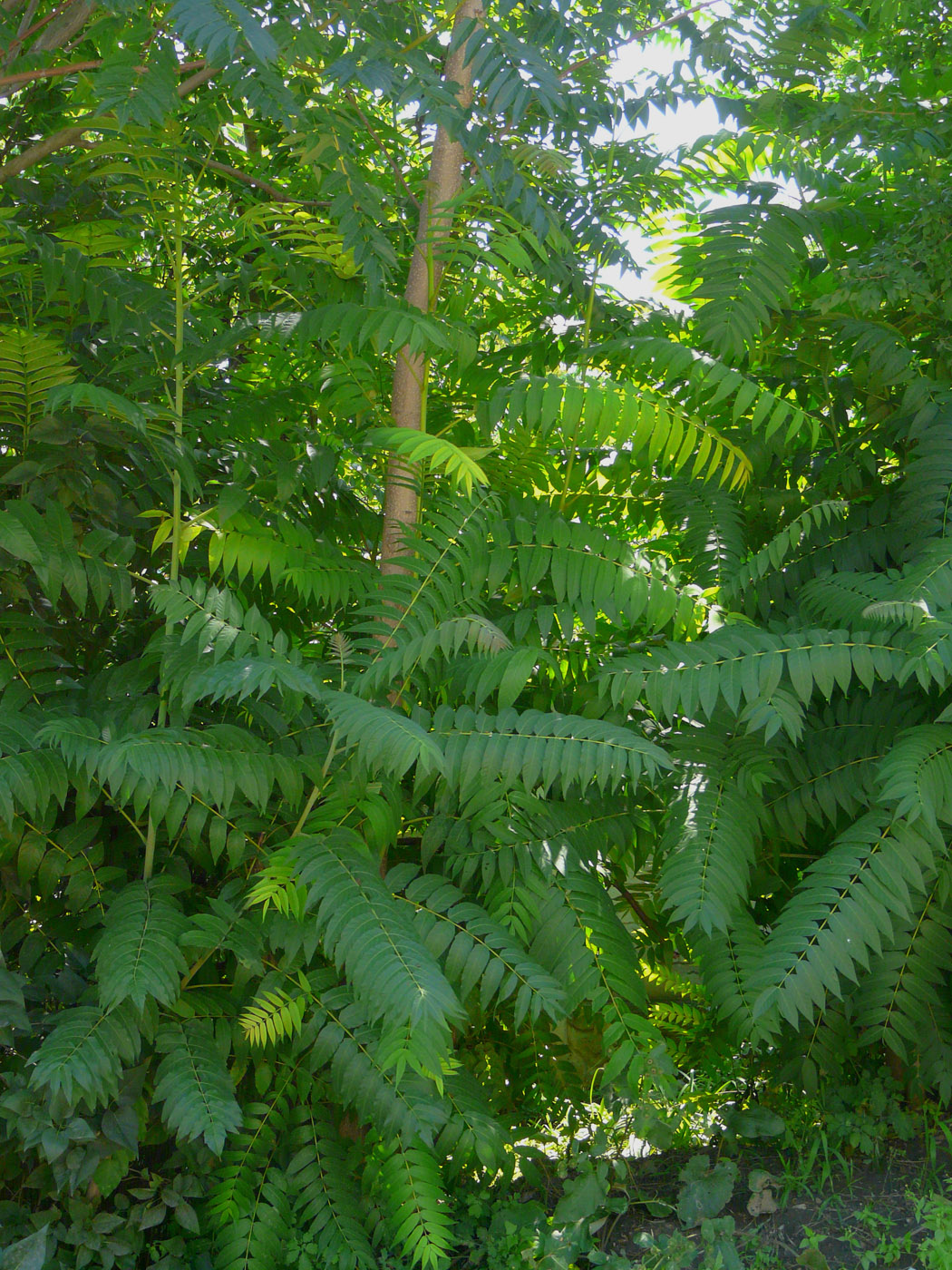 Изображение особи Ailanthus altissima.