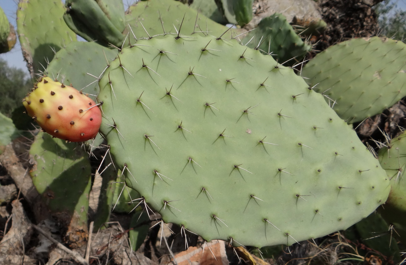 Image of Opuntia ficus-indica specimen.