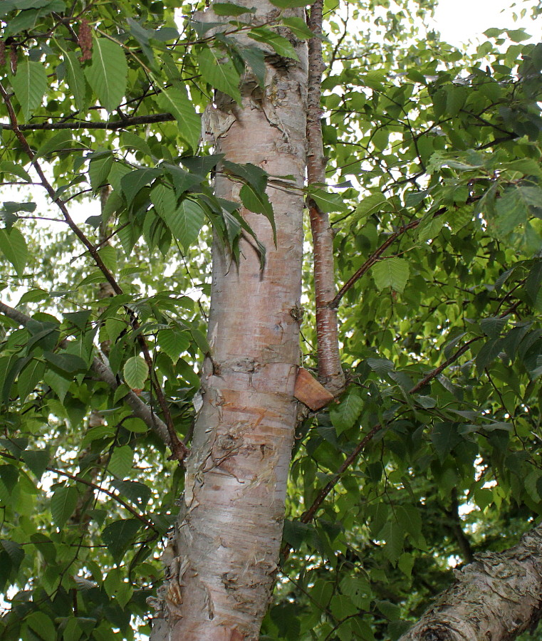 Изображение особи Betula albosinensis.