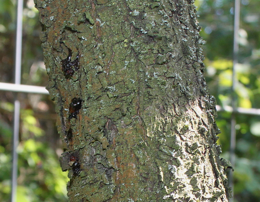 Image of Persica vulgaris specimen.