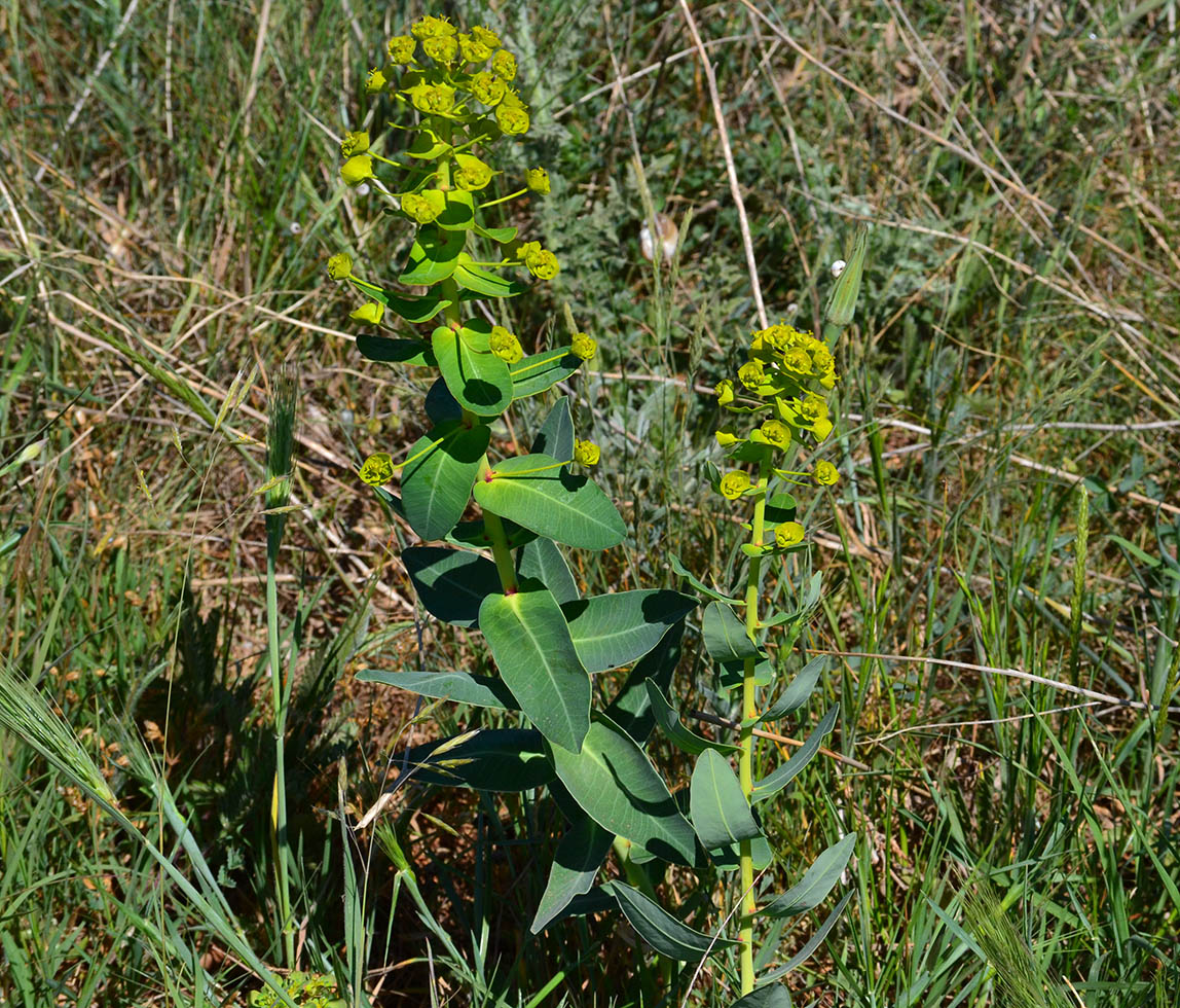 Image of Euphorbia agraria specimen.