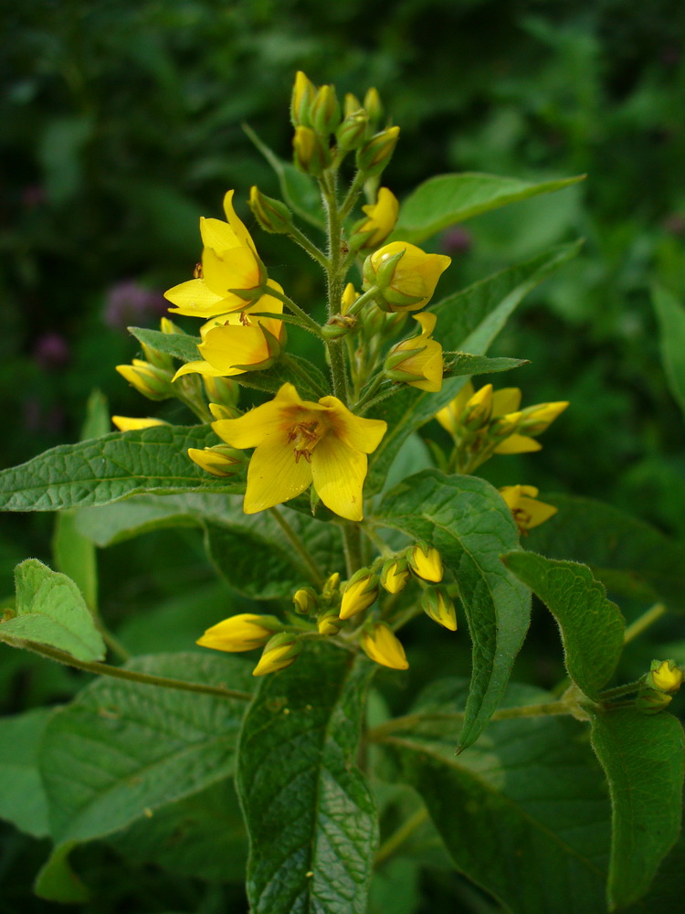 Image of Lysimachia vulgaris specimen.