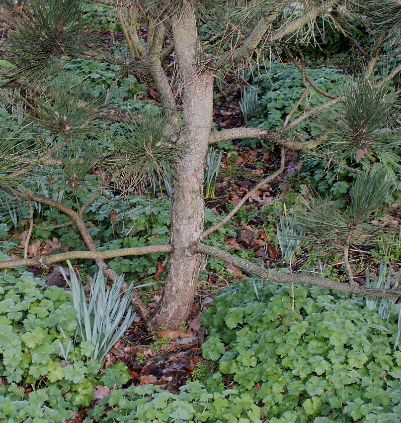 Image of genus Pinus specimen.