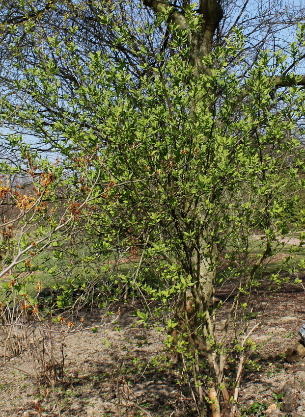 Image of Exochorda racemosa specimen.