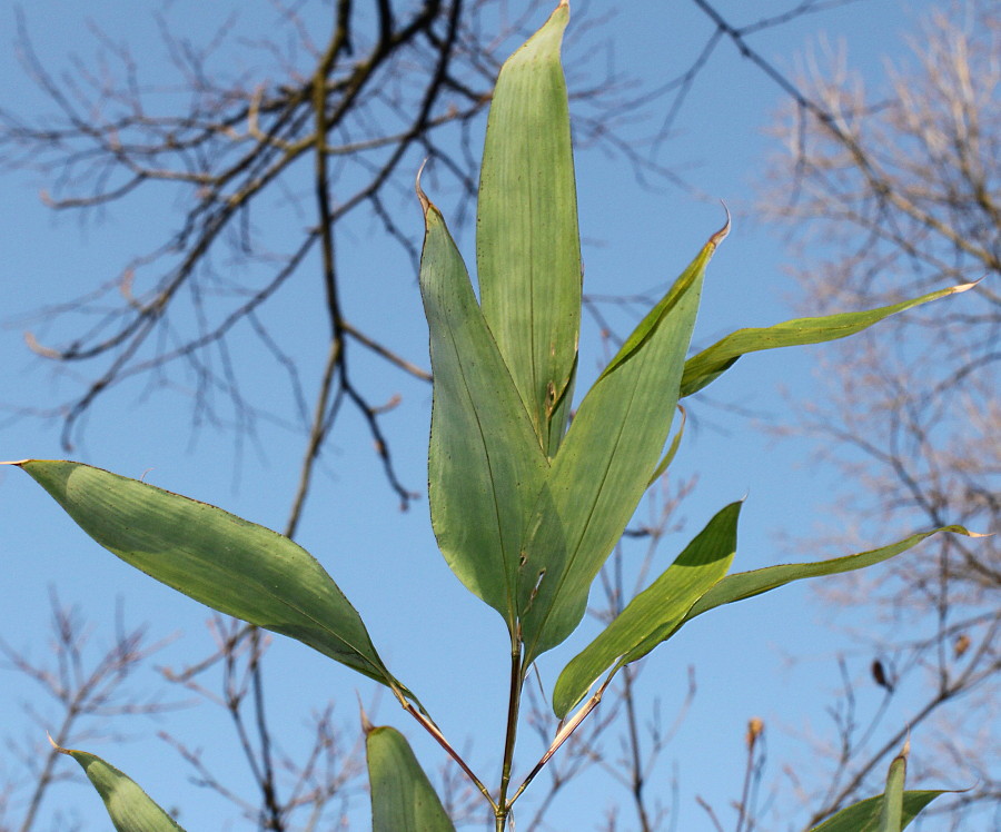 Image of Shibataea kumasasa specimen.