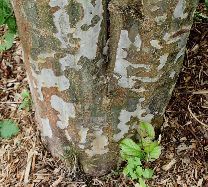 Image of Parrotia persica specimen.