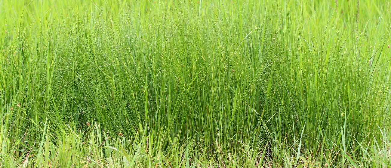 Image of Juncus gerardi specimen.