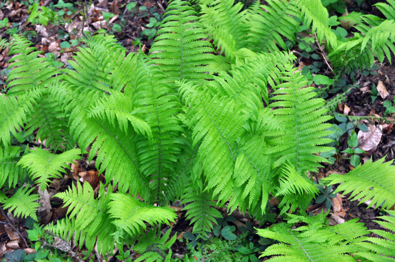 Image of Matteuccia struthiopteris specimen.