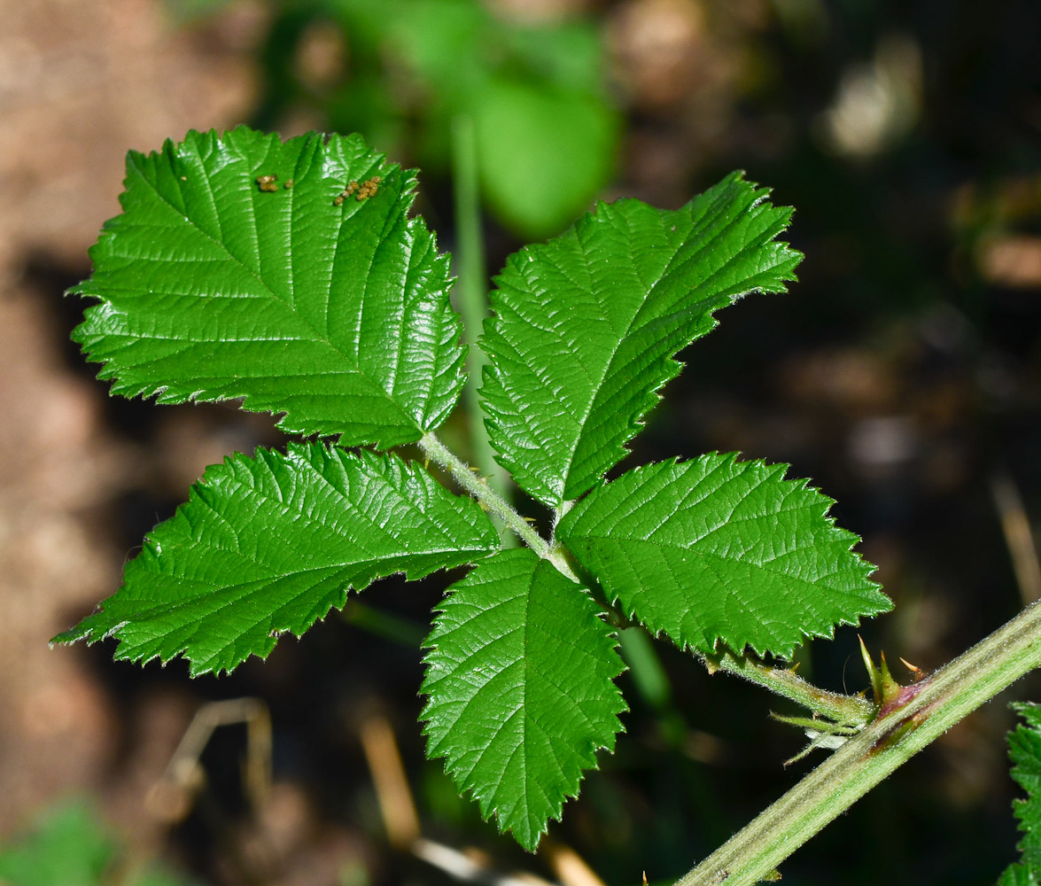 Image of Rubus canescens specimen.