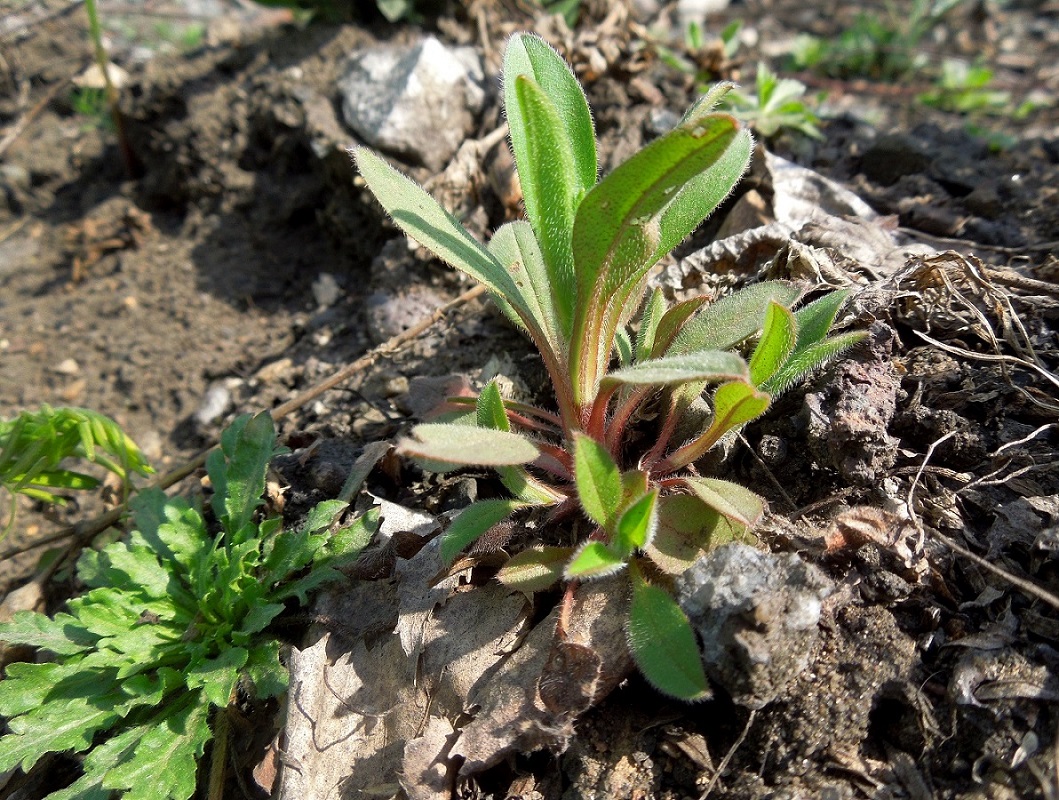 Image of Myosotis sparsiflora specimen.