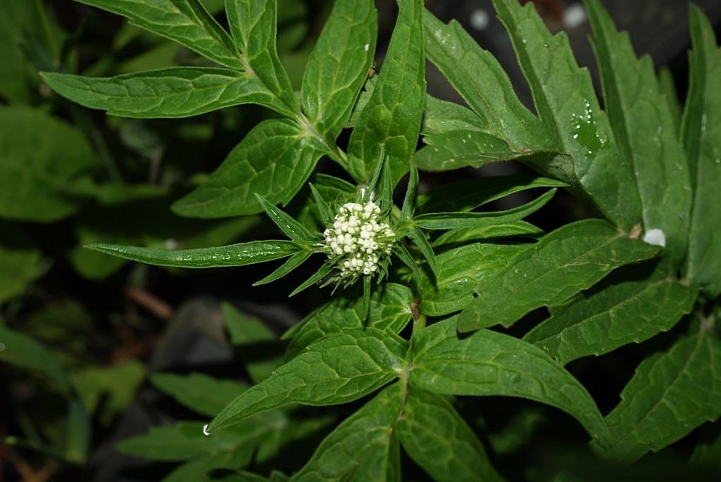 Image of genus Valeriana specimen.