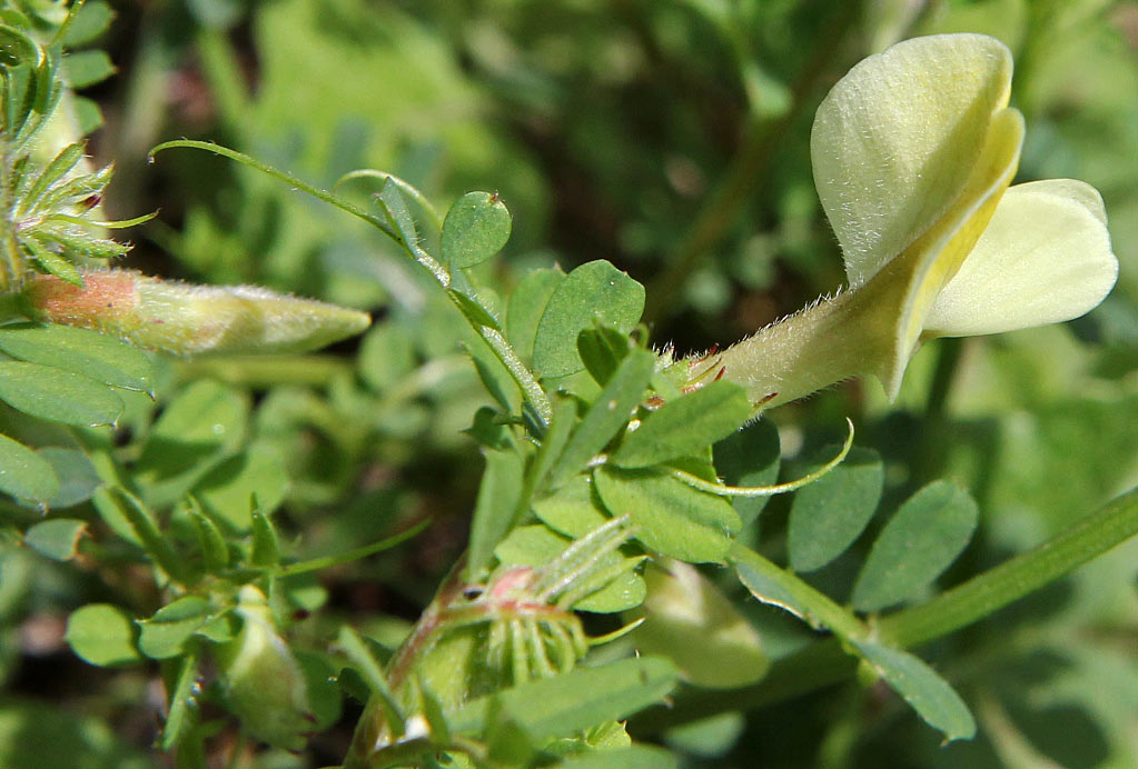 Изображение особи Vicia hybrida.