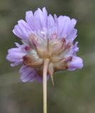 Armeria canescens