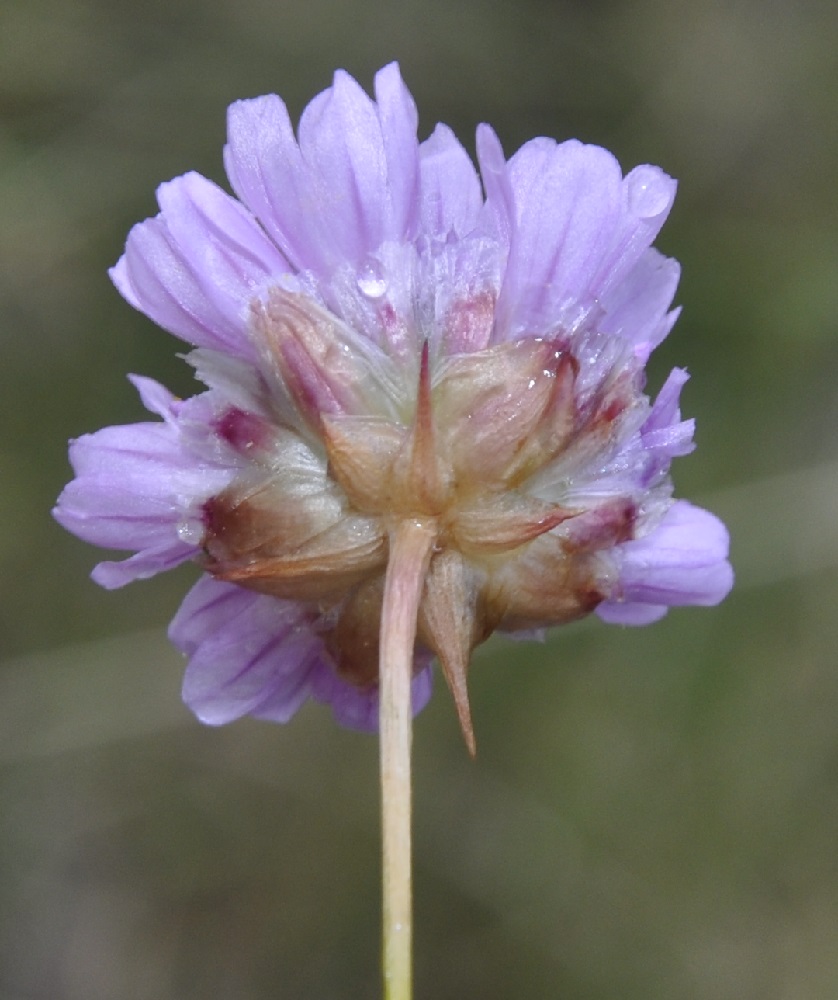 Image of Armeria canescens specimen.