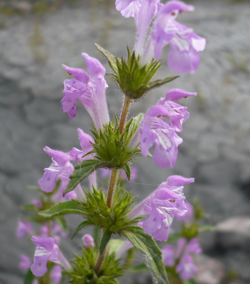 Image of Galeopsis ladanum specimen.