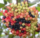 Viburnum lantana