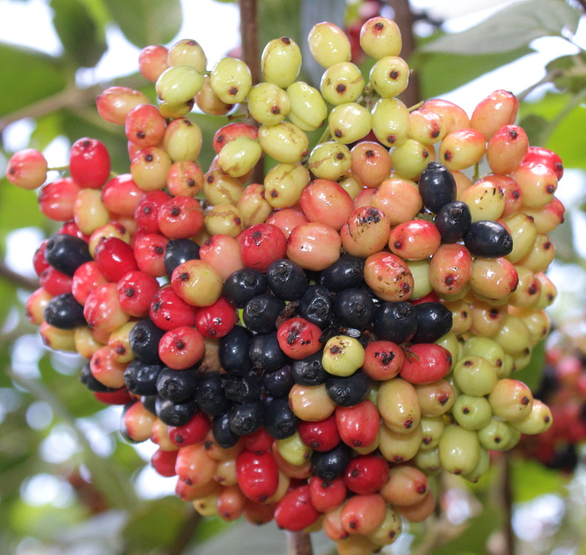 Изображение особи Viburnum lantana.