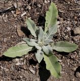 Verbascum pulverulentum. Молодое вегетирующее растение. Германия, г. Дюссельдорф, Ботанический сад университета. 03.07.2014.