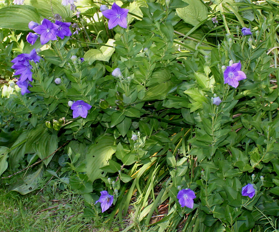 Image of Platycodon grandiflorus specimen.