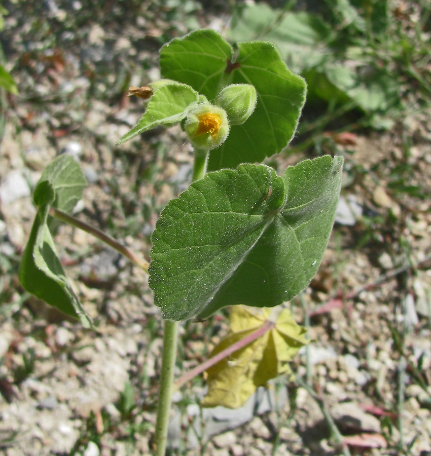 Image of Abutilon theophrasti specimen.