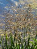 Glyceria maxima. Верхушки цветущих растений. Украина, Киев, берег Святошинского озера. 2 июля 2013 г.