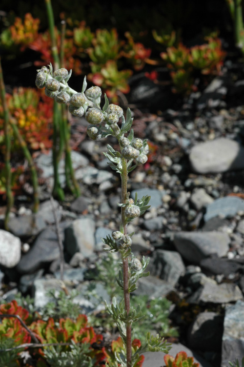 Изображение особи Artemisia aschurbajewii.