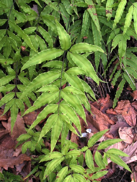 Image of Pteris cretica specimen.