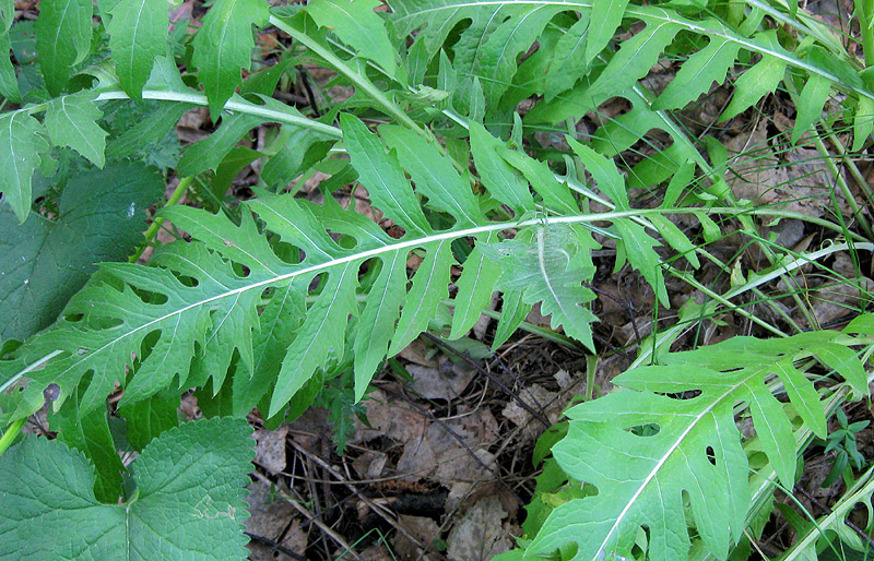 Image of Klasea gmelinii specimen.