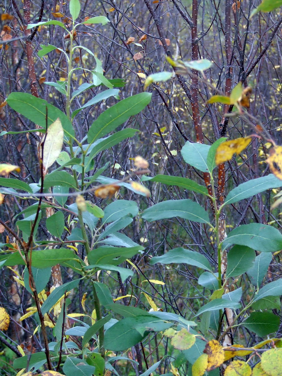 Image of Salix caprea specimen.