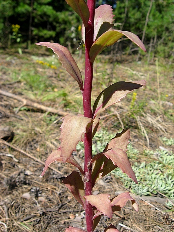 Изображение особи Hylotelephium triphyllum.