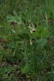 Vicia narbonensis